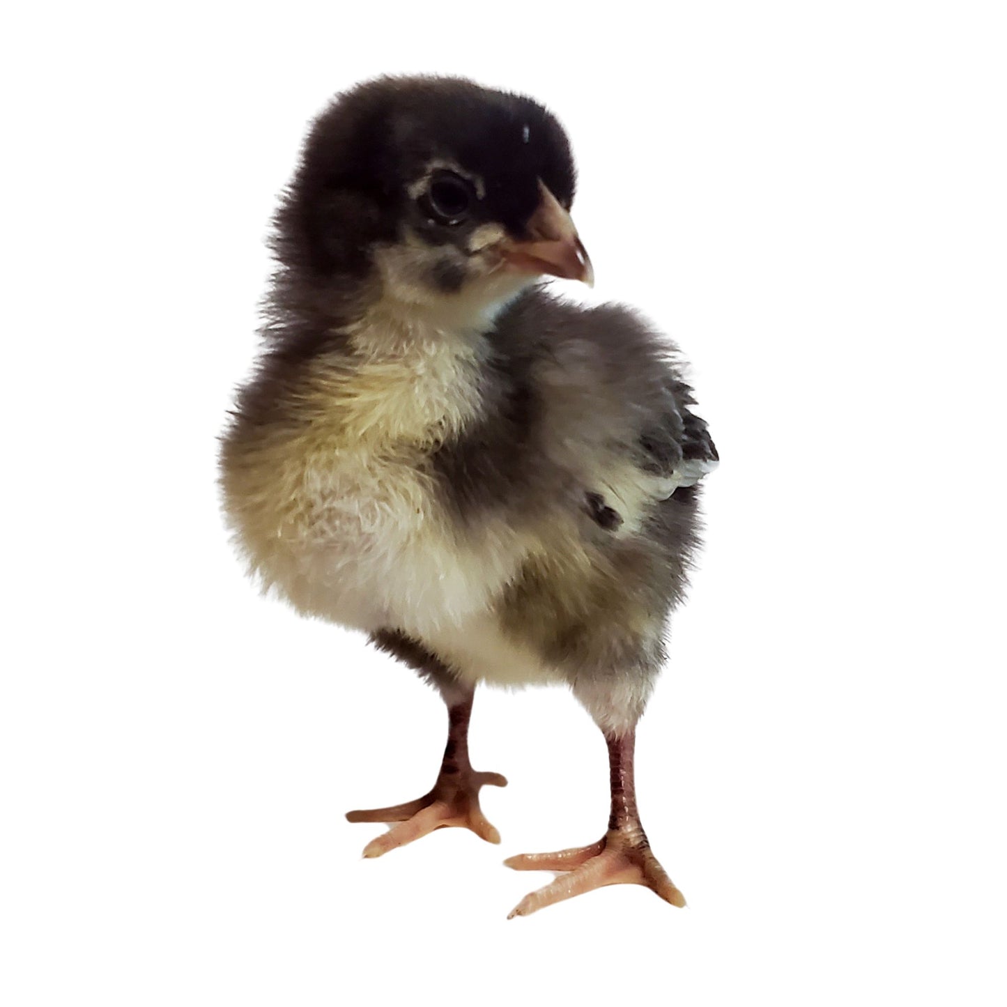 Baby Chicks: Blue Cuckoo Marans