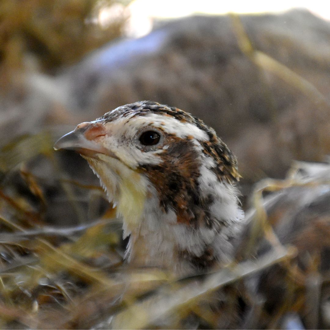 Hatching-Eggs: Coturnix Quail