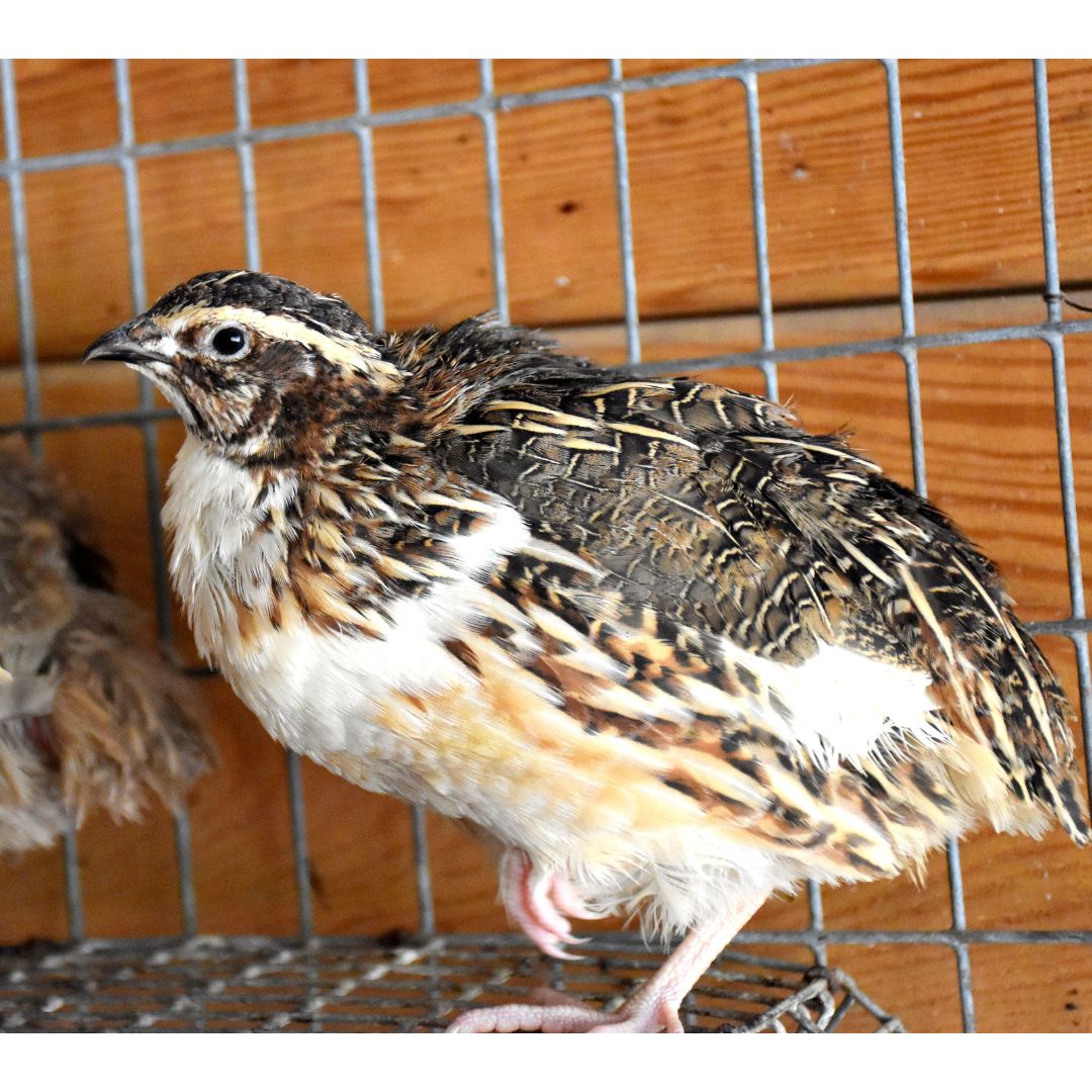 Hatching-Eggs: Coturnix Quail