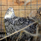 Hatching-Eggs: Coturnix Quail