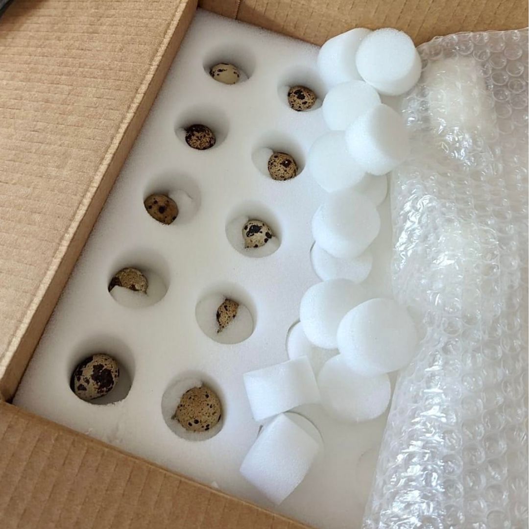 Quail Egg Packaging