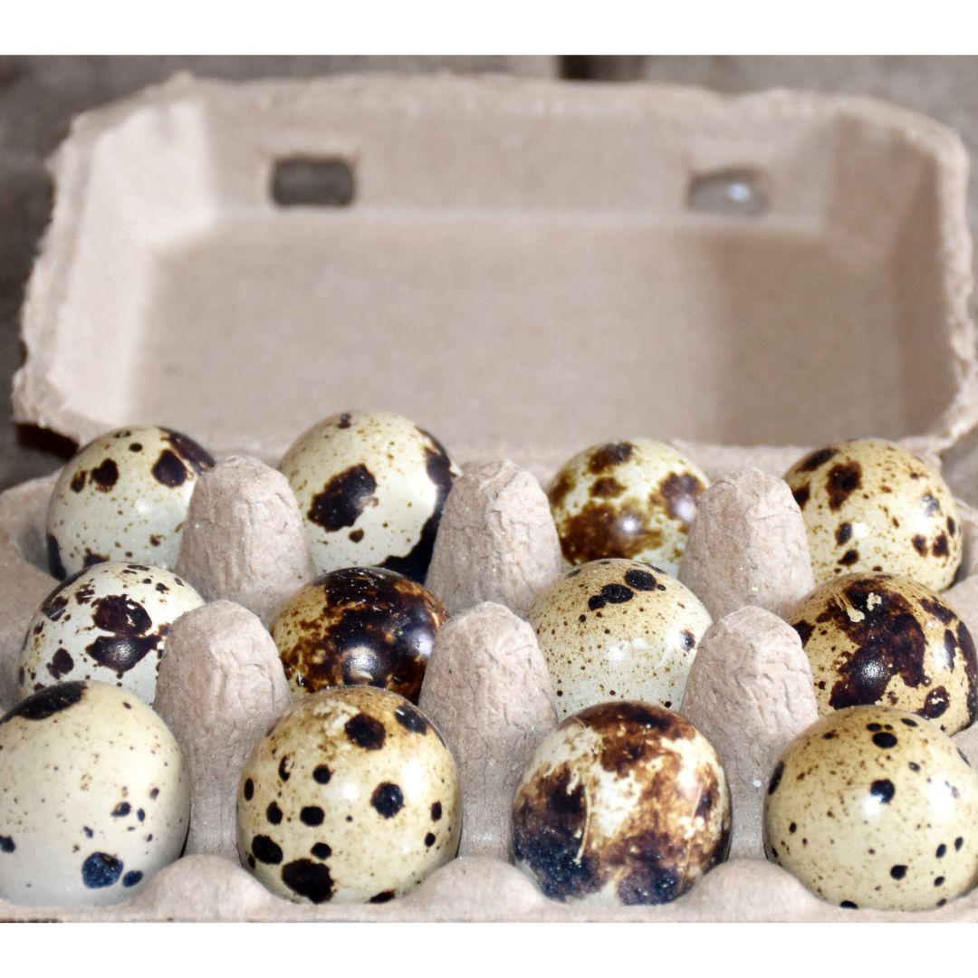 Hatching-Eggs: Coturnix Quail, Hen Haven Location