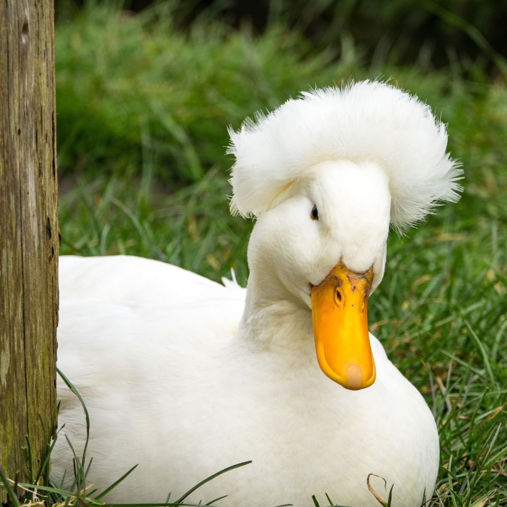 Ducklings: White Crested