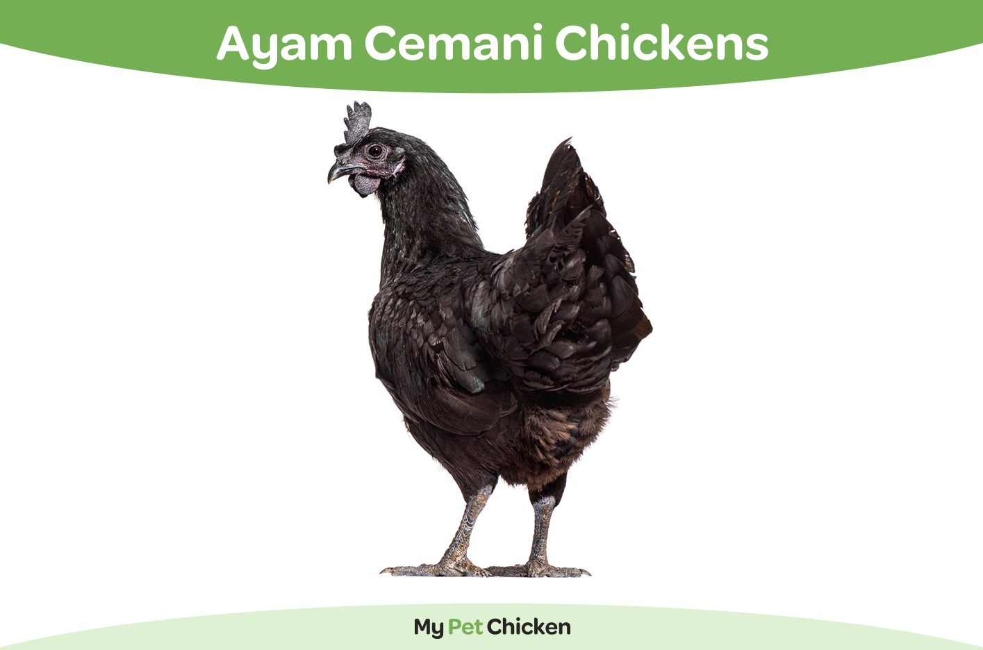 The Ayam Cemani chicken breed is an all black bird that originates from Indonesia. 