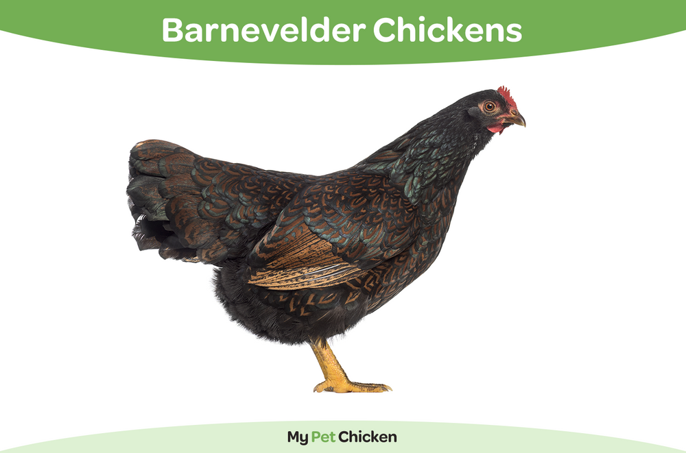 Our Blog - My Pet Chicken