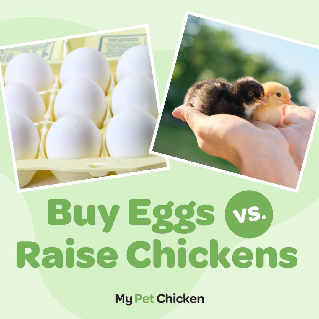 How Often Should You Collect Eggs from your Chicken Coop? - Fresh