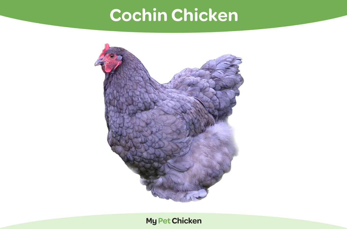 Cochin chicken breed.