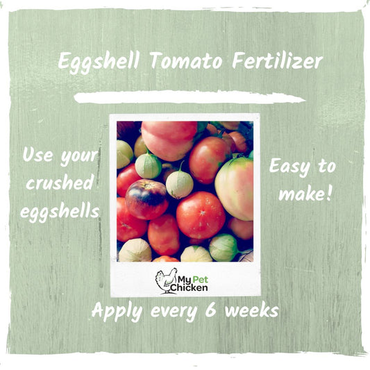 How to Make Eggshell Tomato Fertilizer