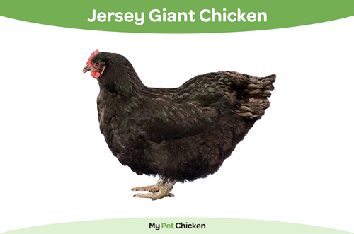 Jersey Giant Chicken Breed The Complete Guide My Pet Chicken