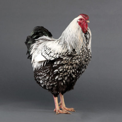 Isabel Double Laced Brahma  BackYard Chickens - Learn How to Raise Chickens