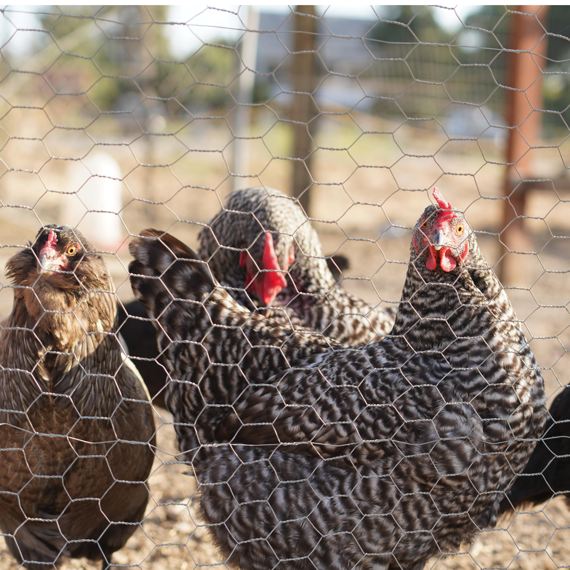 What to Do If You Think a Member of Your Flock Has Avian Flu