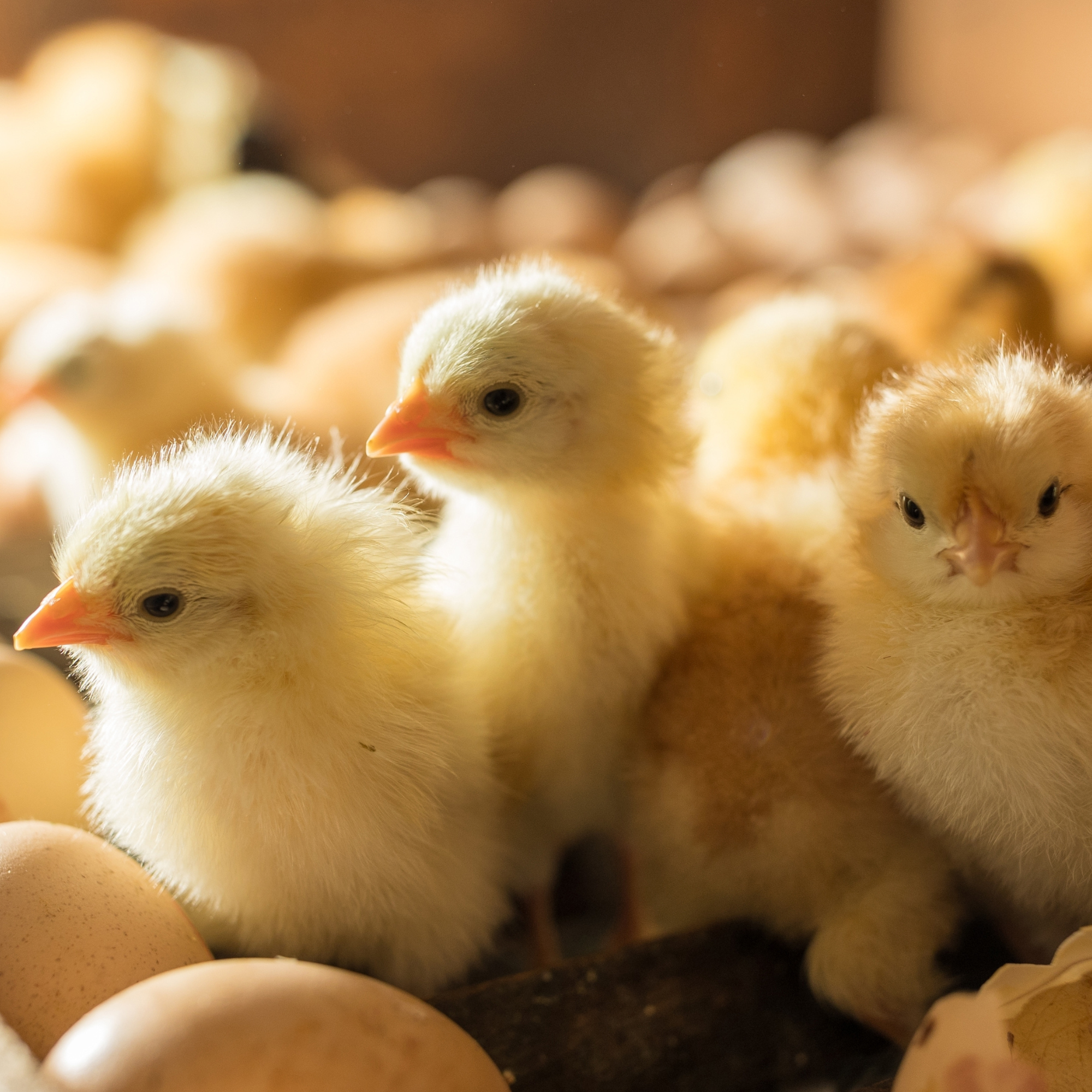 Learn how to safely add chicks to your flock during the ongoing avian flu outbreak.