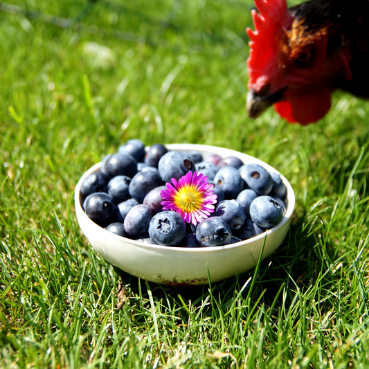 Blueberries are a safe food for chickens to eat. 