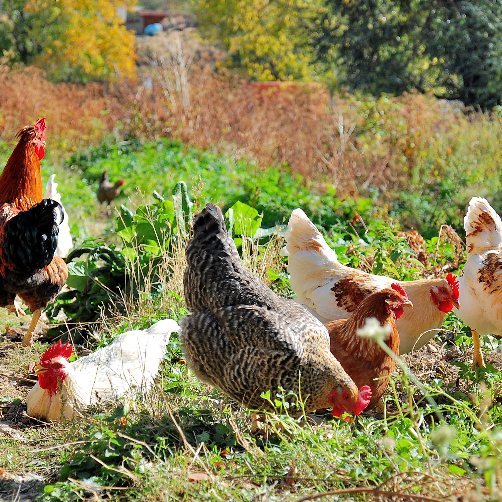 A backyard chicken flock forages in green grass. 