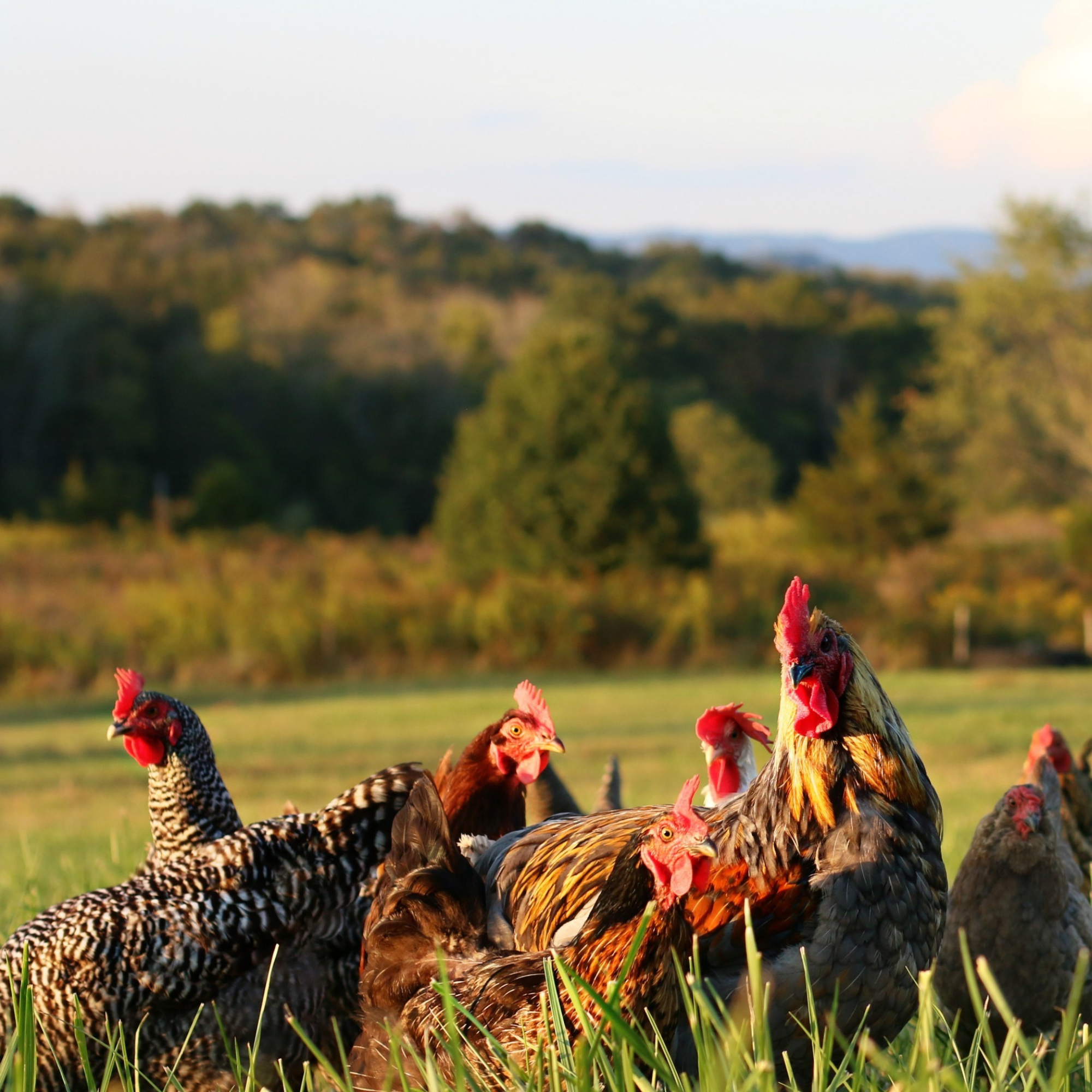 How does the avian flu spread?