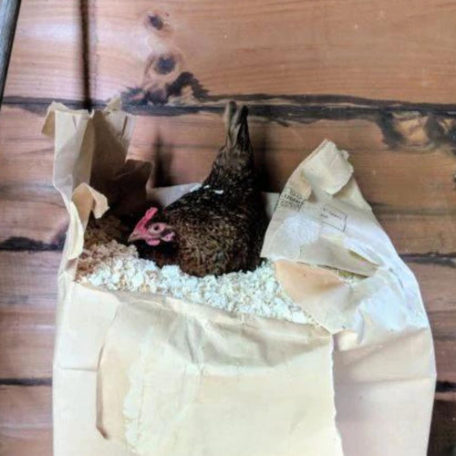 Chicken Laying Nest for your Hens