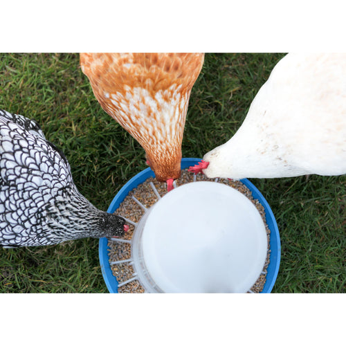 https://www.mypetchicken.com/cdn/shop/articles/chickens-eating-from-feeder_500x.jpg?v=1703270468