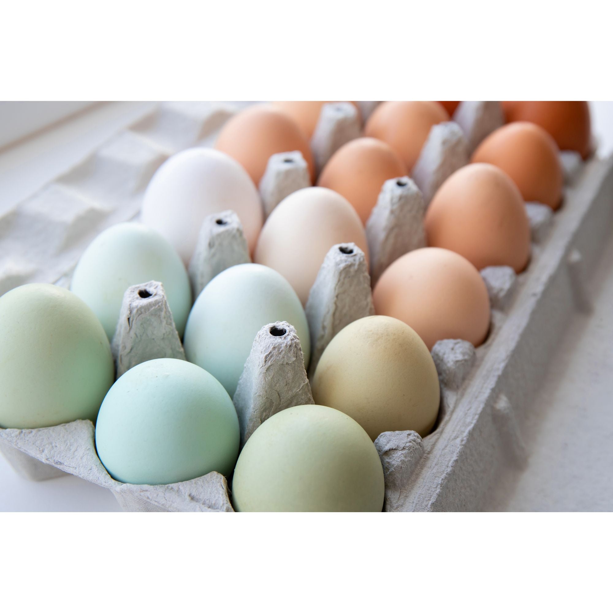 https://www.mypetchicken.com/cdn/shop/articles/colorful-chicken-eggs_1.jpg?v=1703269374