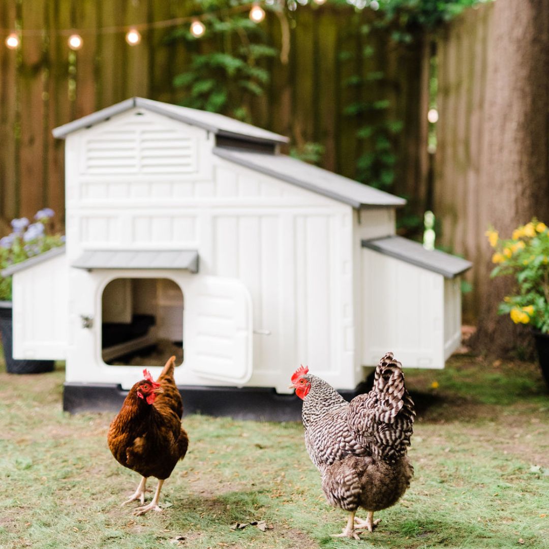 How much space should my chickens have inside their coop? - My Pet Chicken
