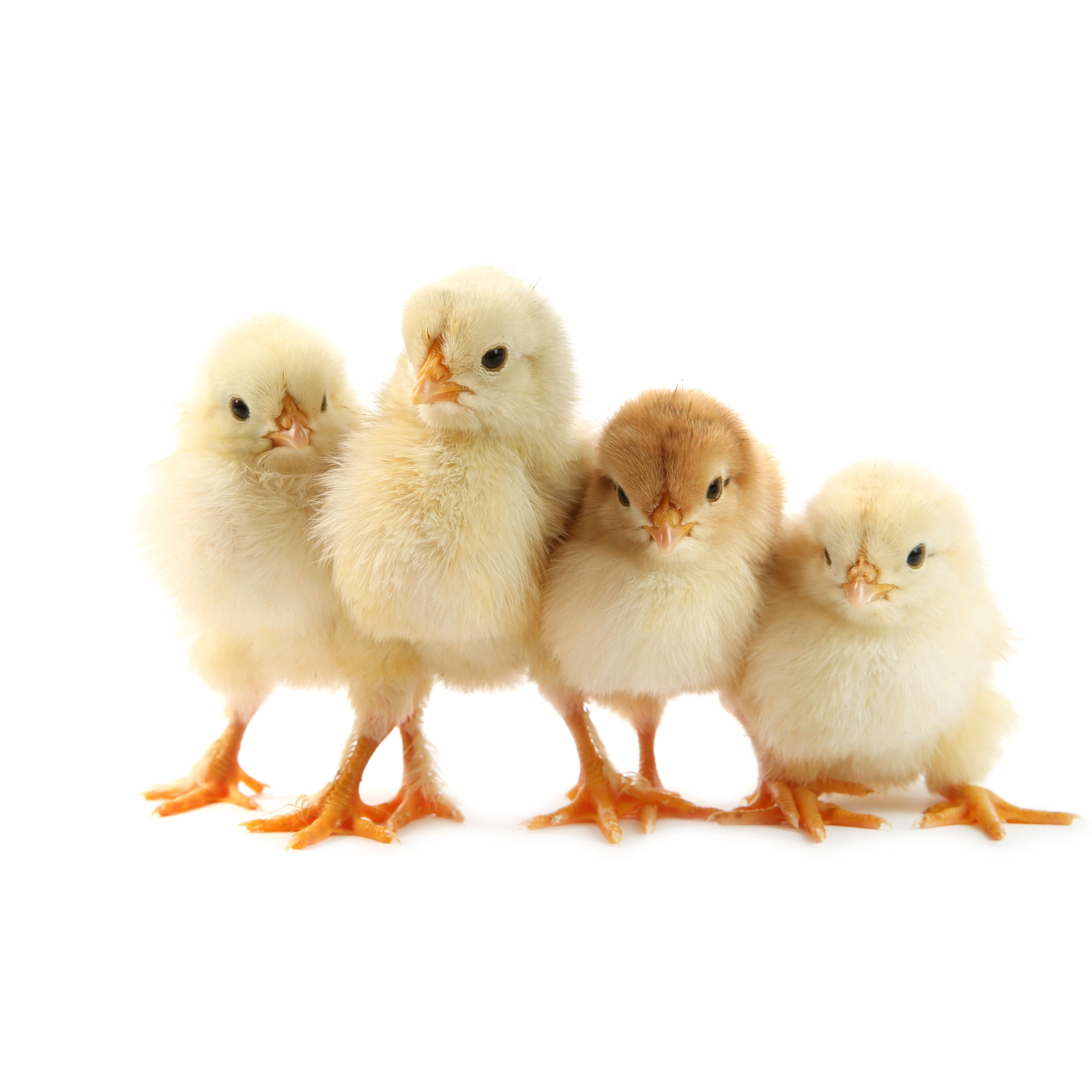 Learn how HPAI vaccines can help the poultry industry.