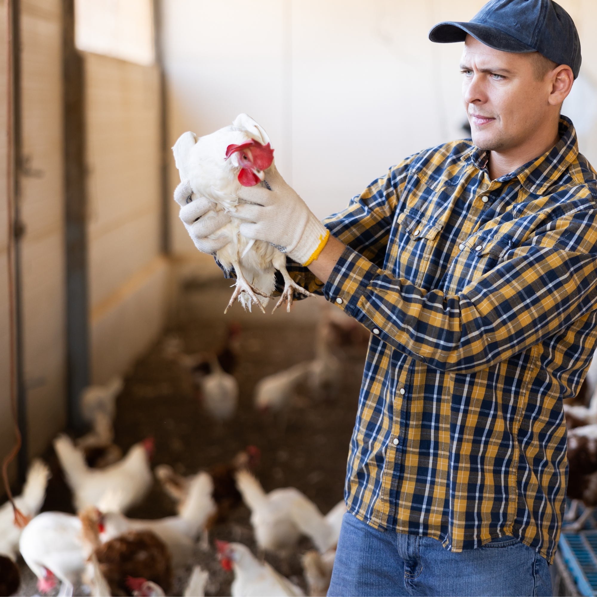 Learn tips to help prevent avian flu in your flock. 