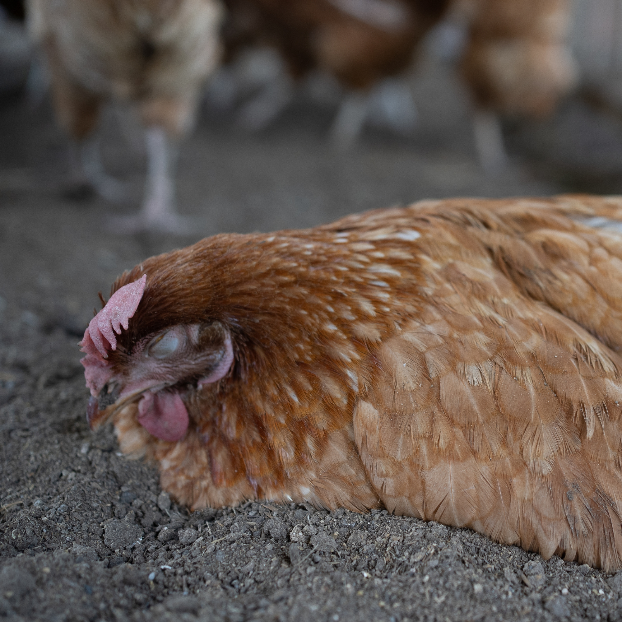 What are the symptoms of Avian Flu in Birds?