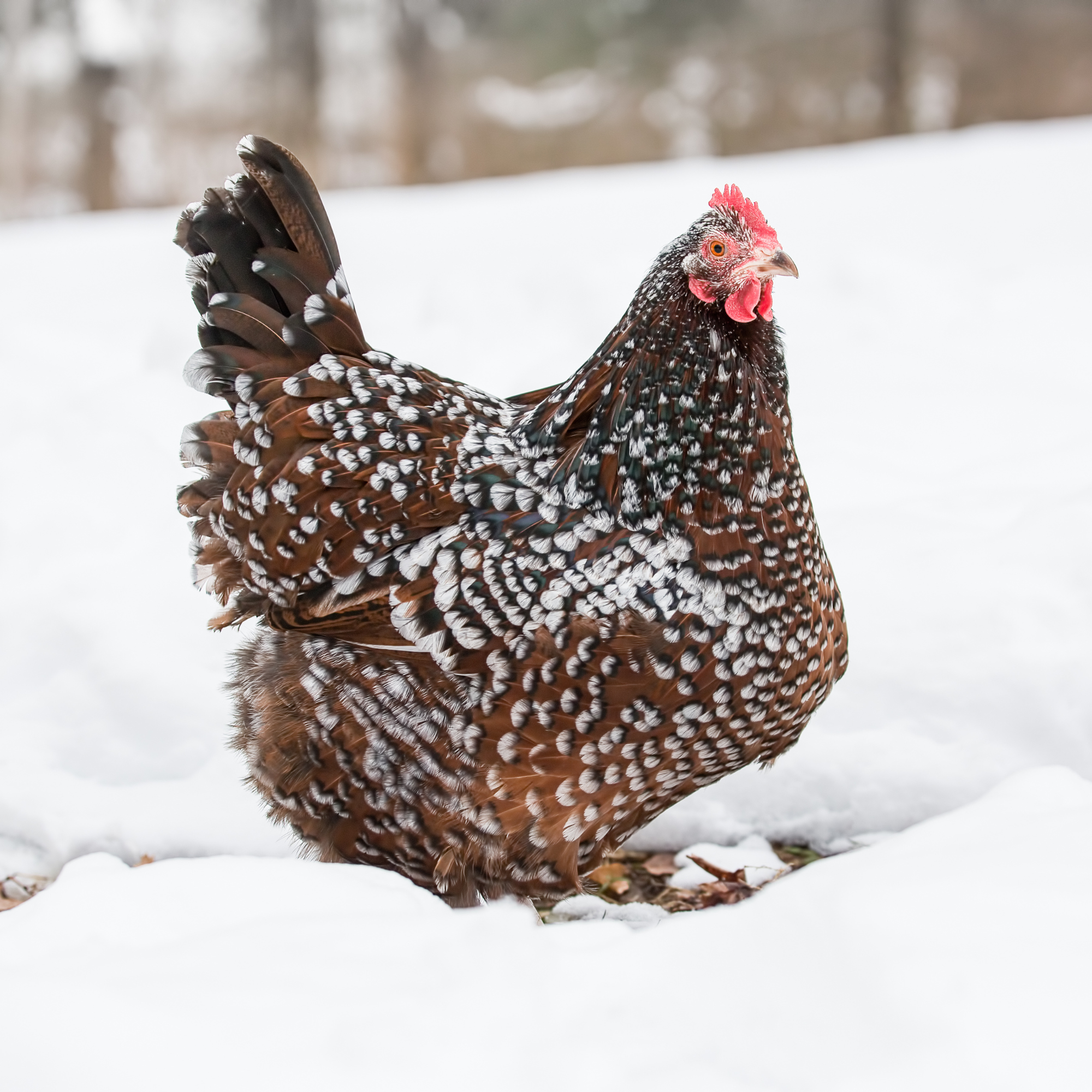 Learn how to tell is your chicken has frostbite.