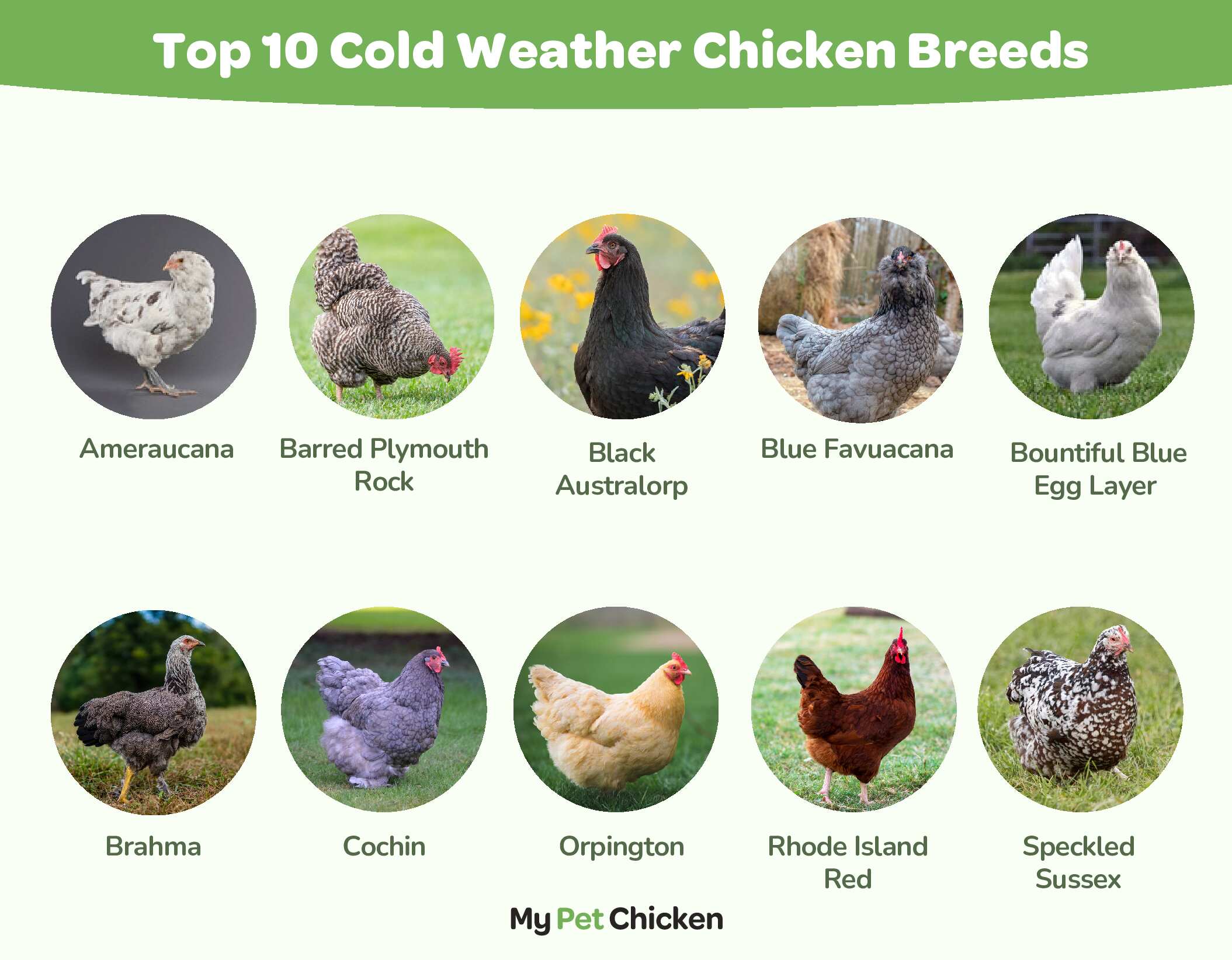 Top 20 Chicken Breeds for your Backyard Coop