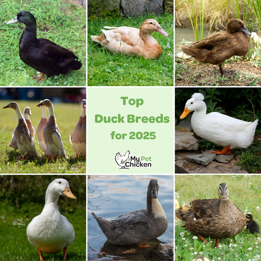 Top Duck Breeds for 2025