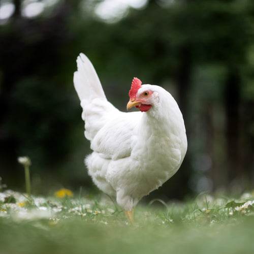 Leghorn chicken