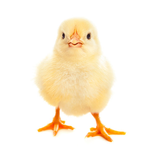 Baby Chicks - My Pet Chicken
