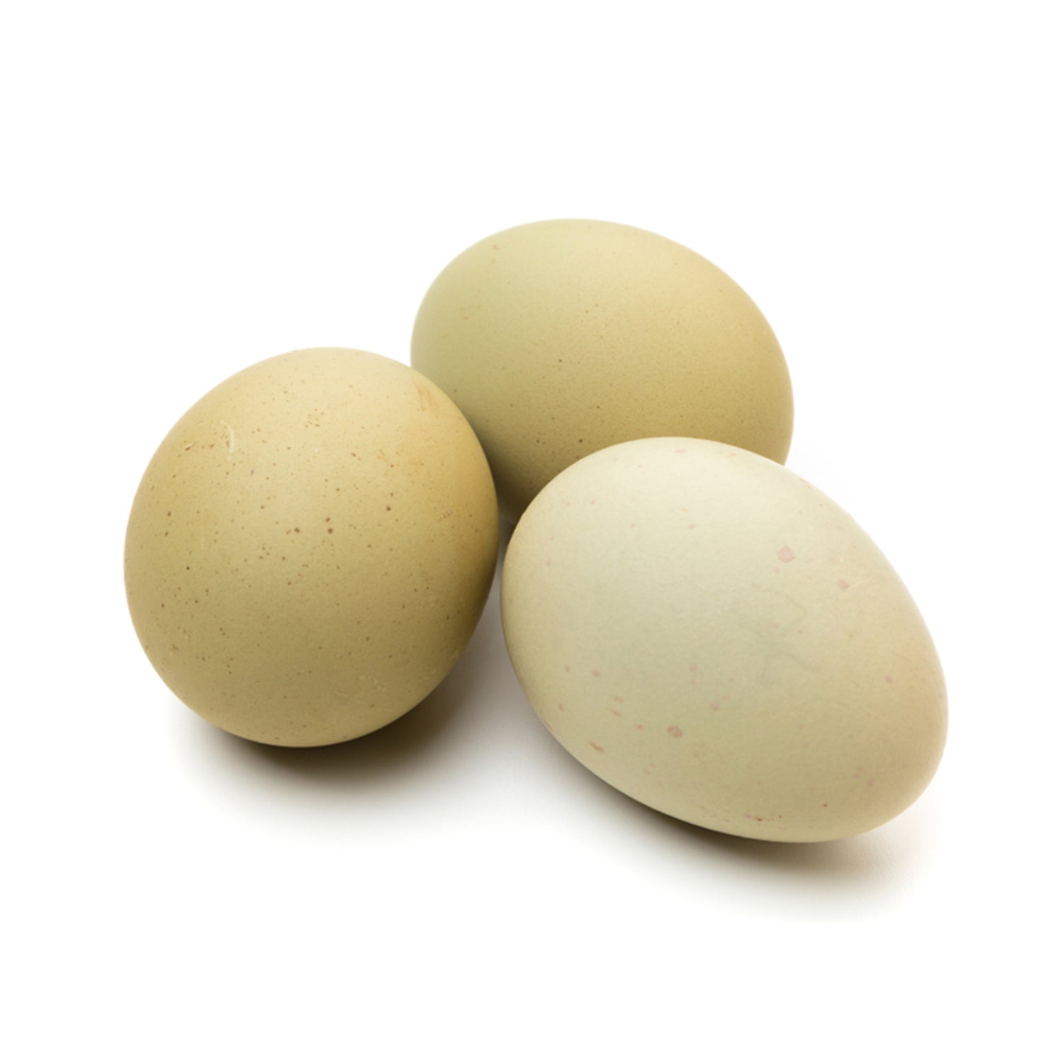 Green/Olive Egg Layers