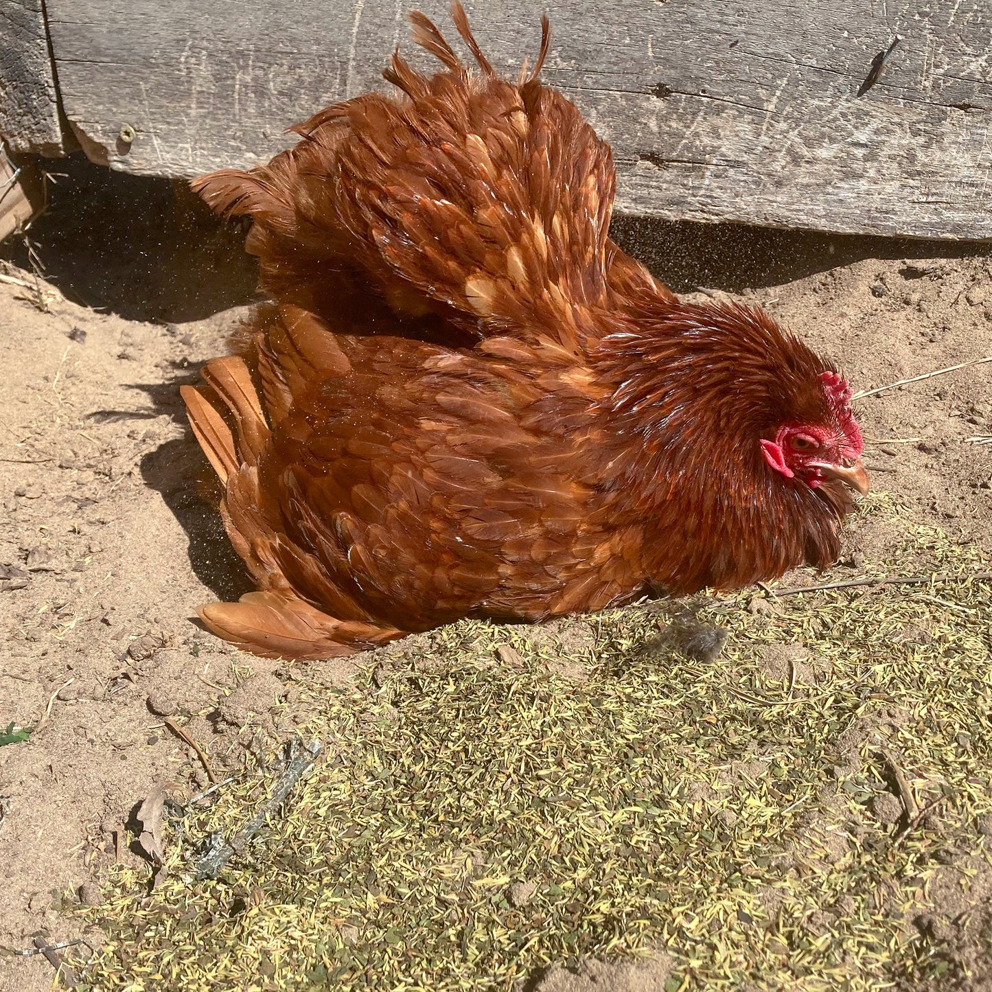 MitesBGone Herbal Blend For Nesting Boxes Or Dust Baths To Repel Mites