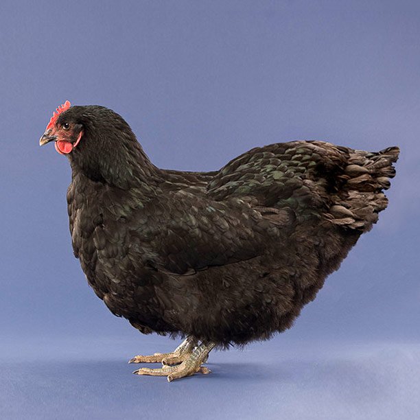 Black jersey sales giant pullet