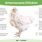 Pullet: Blue Splash Ameraucana, Shipping Week of