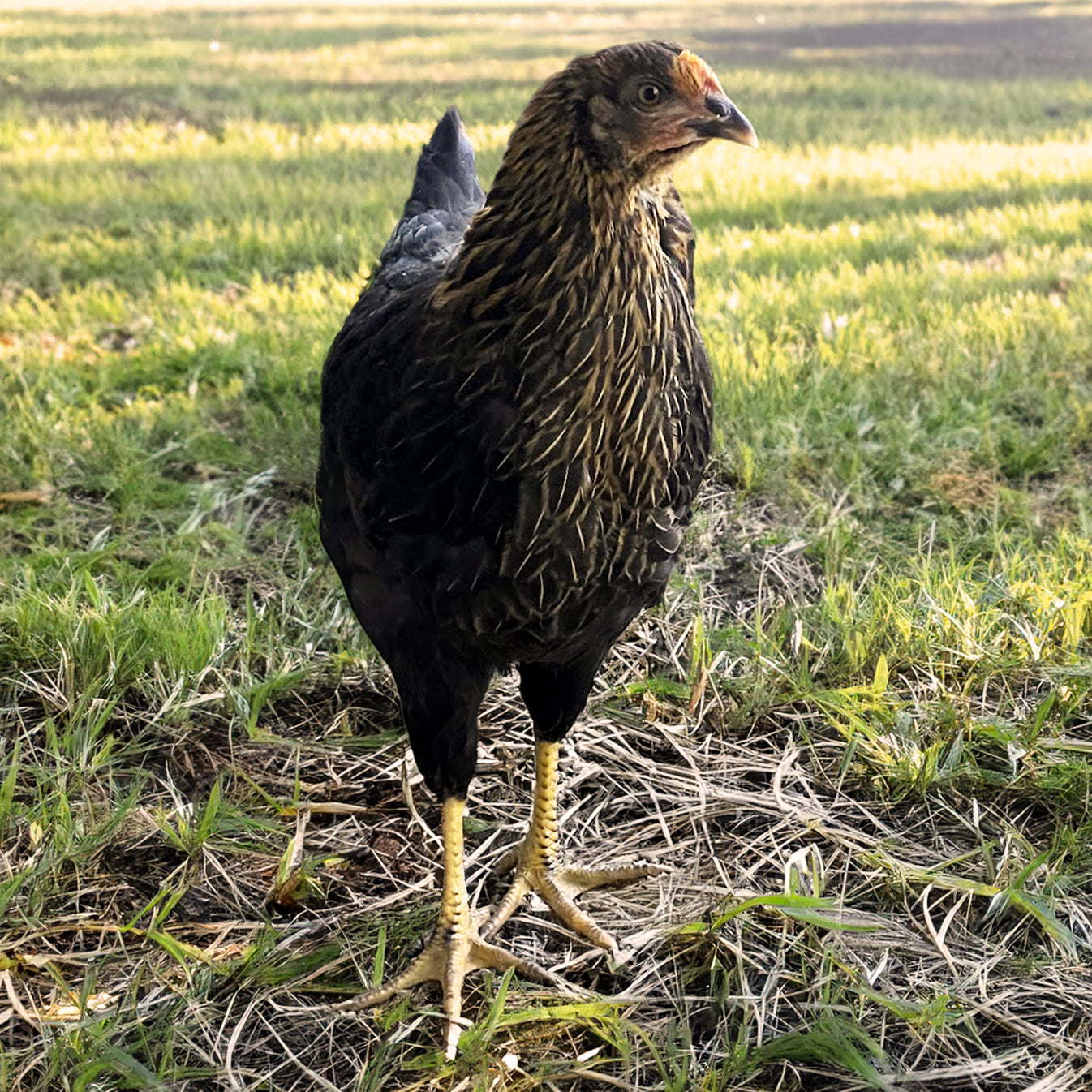 Baby Chicks: Ameribella - My Pet Chicken