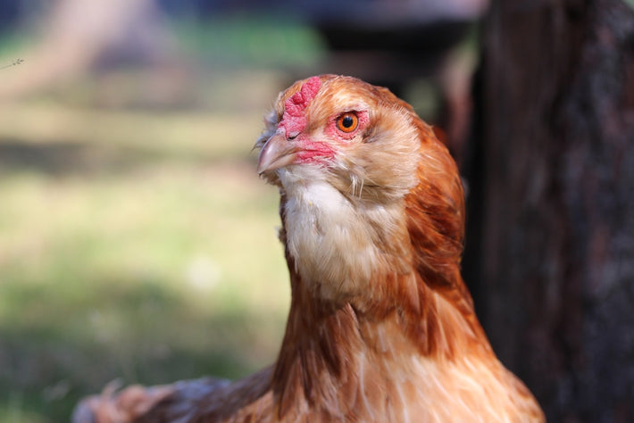 Chicken Breeds - My Pet Chicken