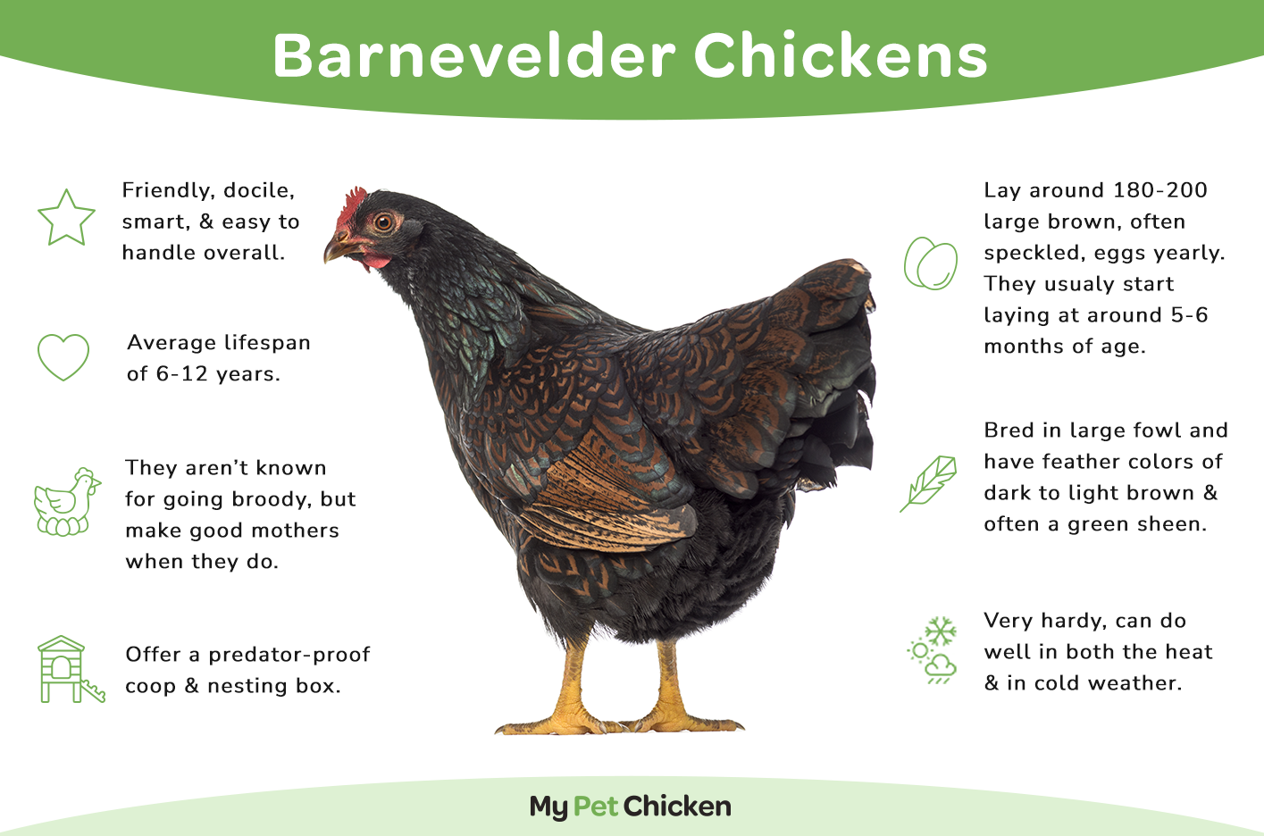 Pullet: Double-Laced Barnevelder, Shipping Week of - My Pet Chicken