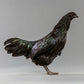 Pullet: Black Sumatra