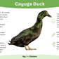 Ducklings: Cayuga