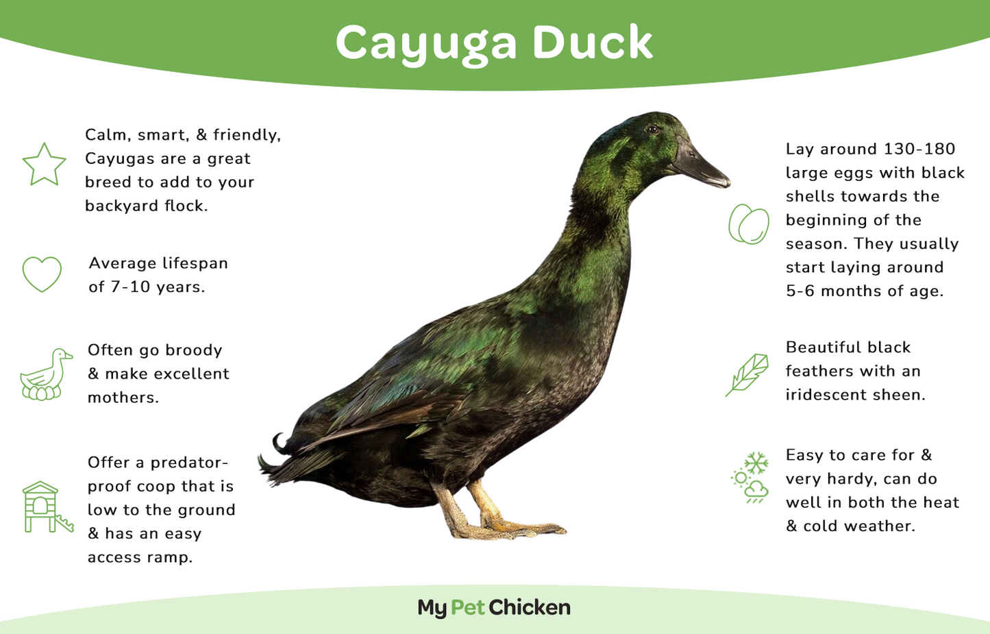 Ducklings: Cayuga