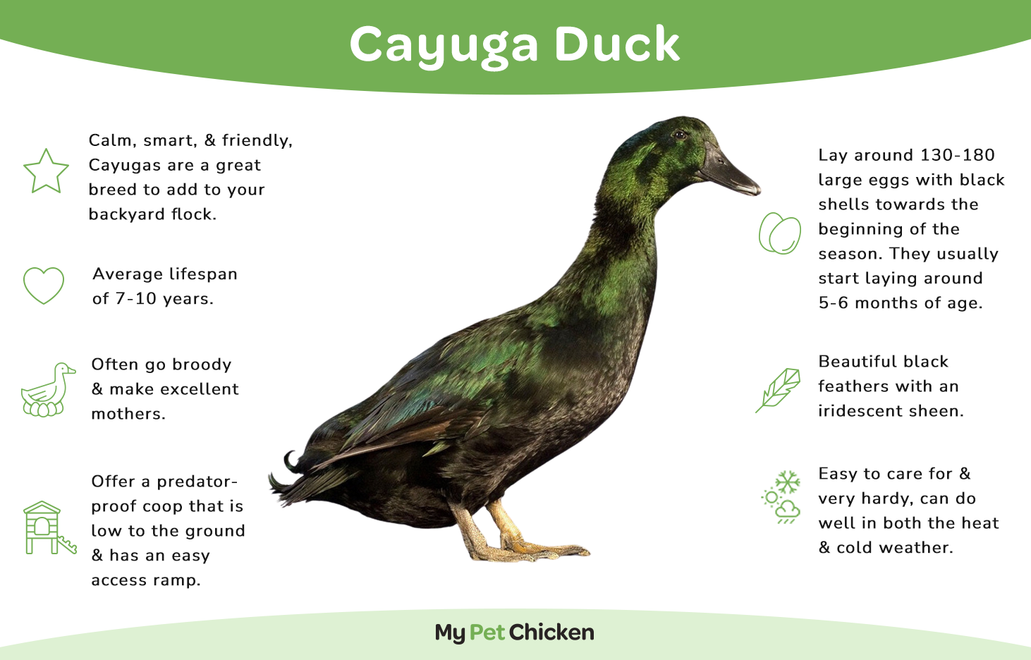 Ducklings: Cayuga - My Pet Chicken