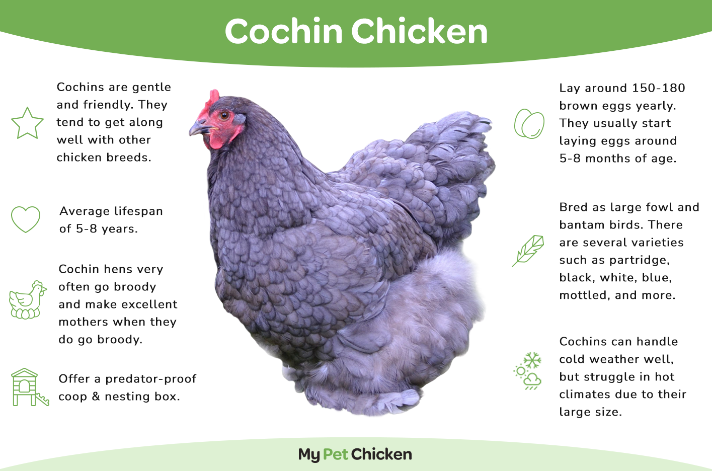 Cochin hens lay light brown eggs.