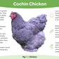 Cochins are known for being big friendly balls of fluff and feathers.