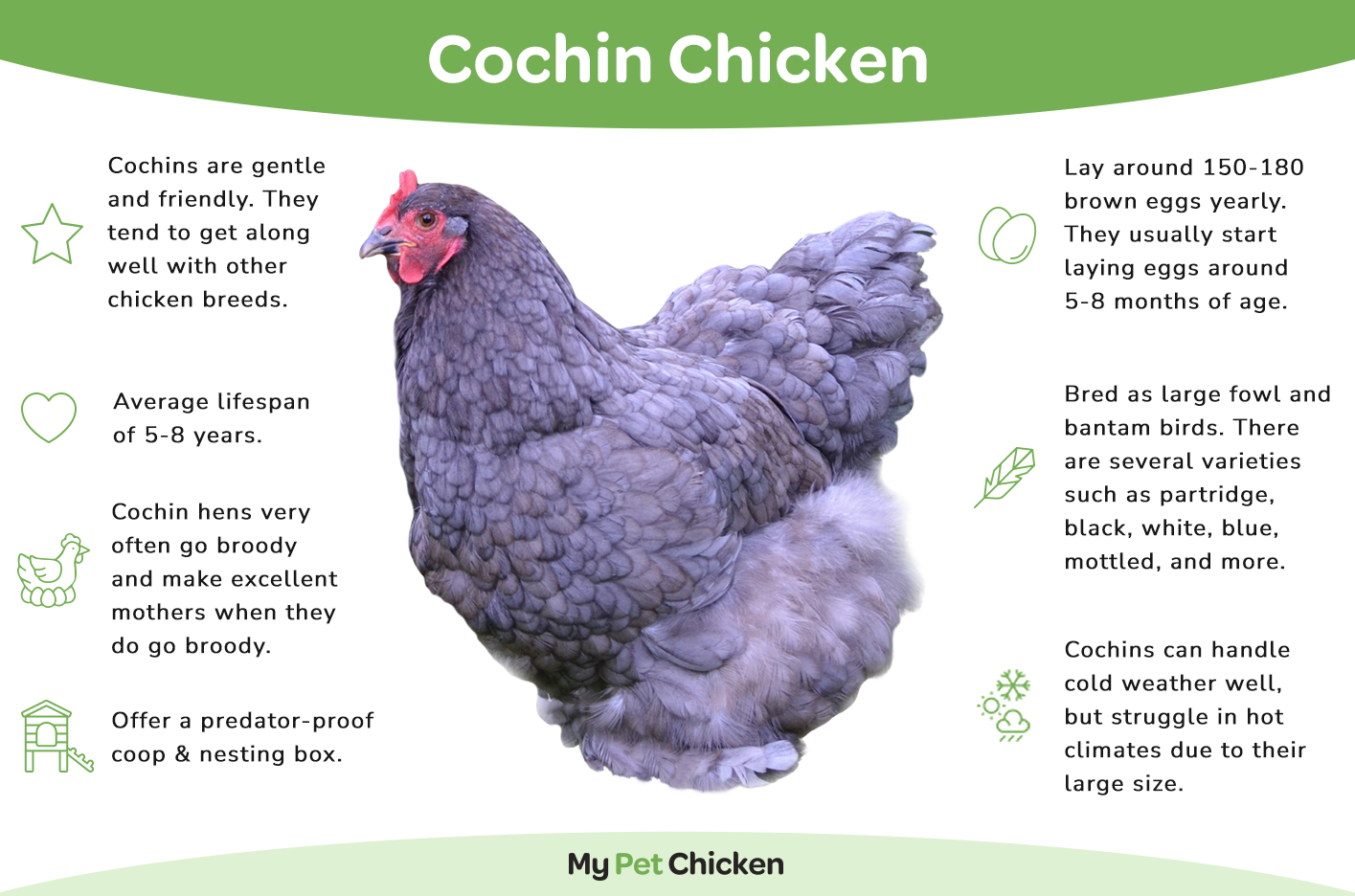 Cochin chickens don't lay very well but are very popular because of their sweet personality and fantastic mothering qualities.