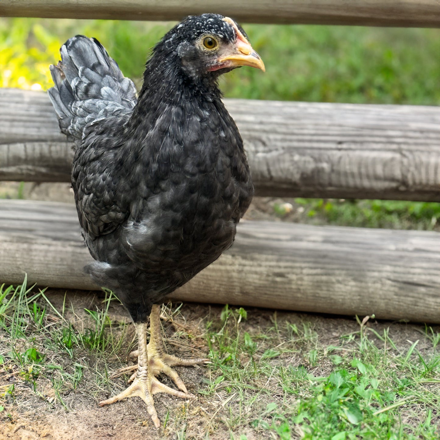 The Blue Cuckoo Marans breed is rare and beautiful, and another in our growing collection of Marans!