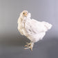 Pullet: Ultra Rare Surprise Me!, Shipping Week of