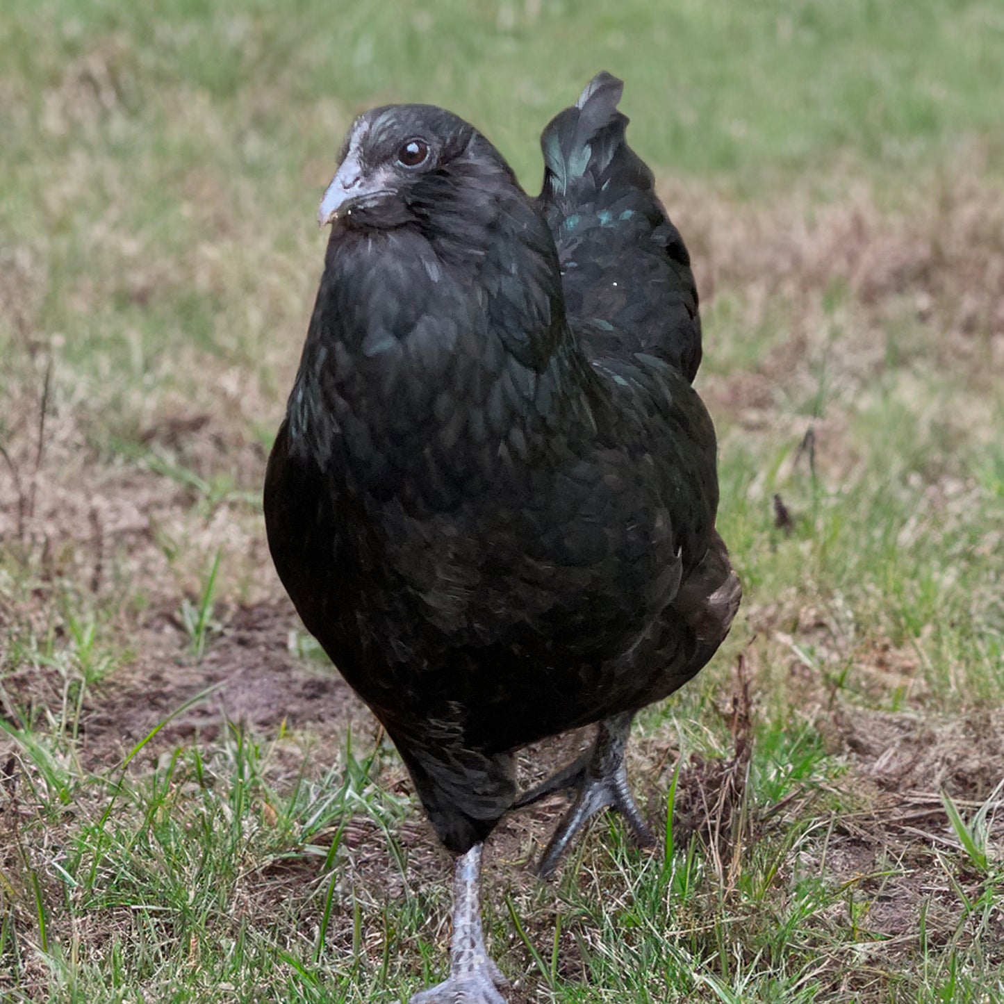 Fibro Easter Egger hen 