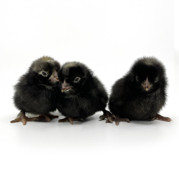 Baby Chicks: Gold Kissed Granite Olive Egger - My Pet Chicken