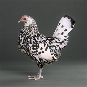 Chicken Breeds - My Pet Chicken